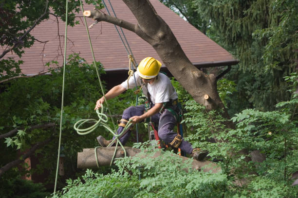 Best Lawn Disease Treatment  in Hollister, CA